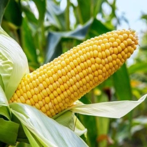 BSM-1355 Maize Seeds