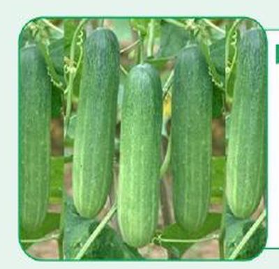 Nadiya-33 Cucumber Seeds