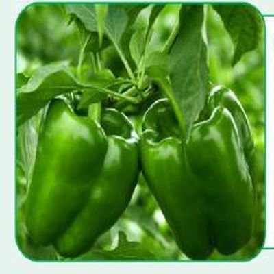 Oma Green Chilli Seeds