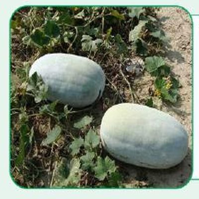 Taj Goldy Ash Gourd Seeds