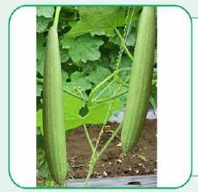 White King Sponge Gourd Seeds