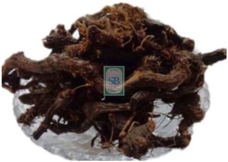 Nagarmotha Roots