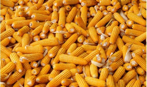 Agro Market Linkage Services