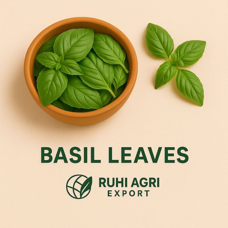 Green Holy Basil Leaves