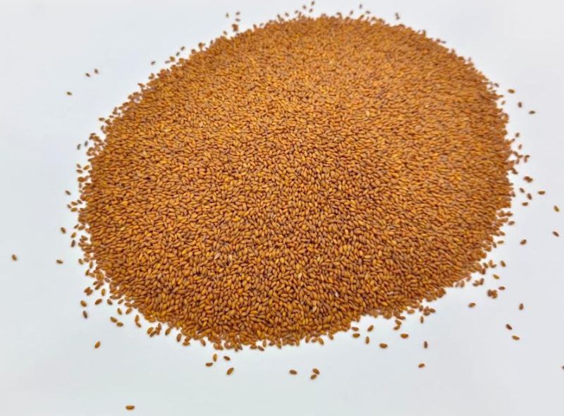 Brown Asaliya Seeds
