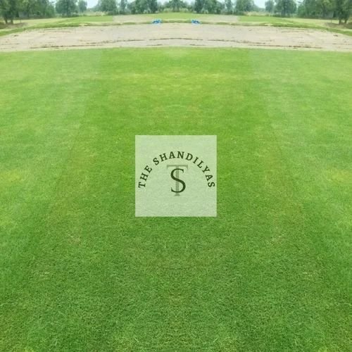 Bermuda Grass Carpet