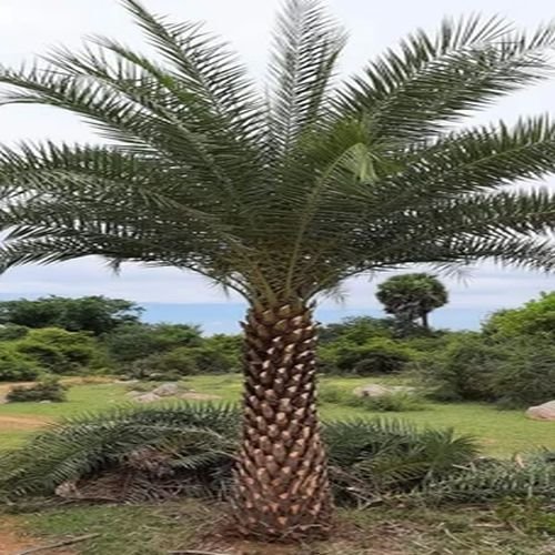 Date Palm Tree