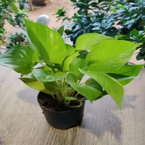 Golden Money Plants