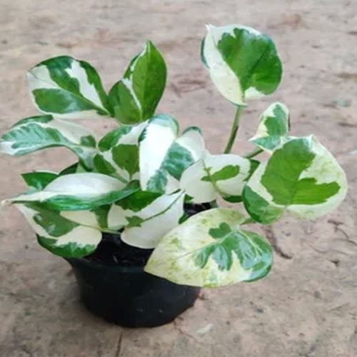 Marble Money Plants