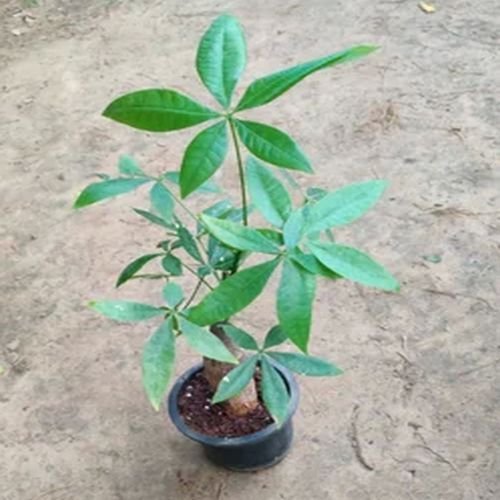 Pachira Bonsai Plants
