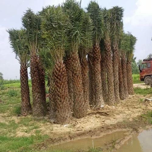 Phoenix Dactylifera Palm Tree