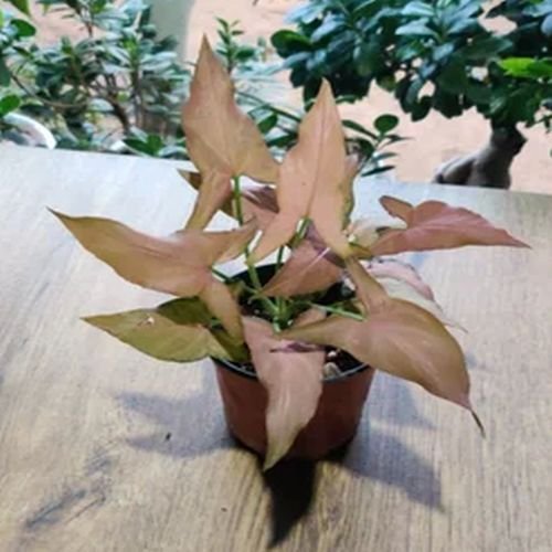 Syngonium Pink Miniature Plants