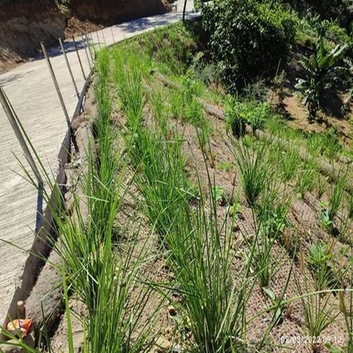 vetiver slips grass