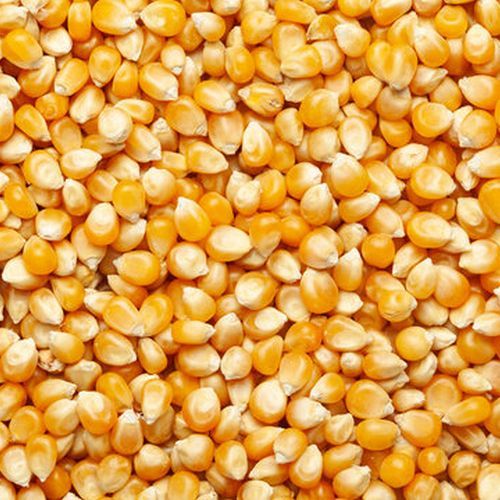 Yellow Maize Seeds
