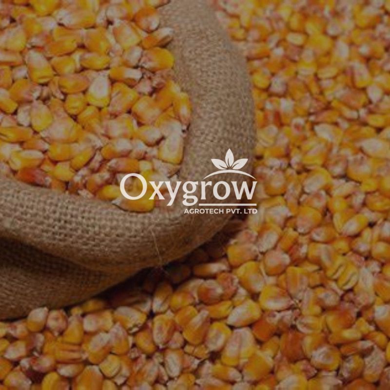 Maize Seeds