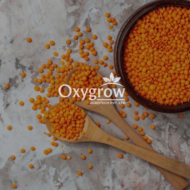 Organic Masoor Dal