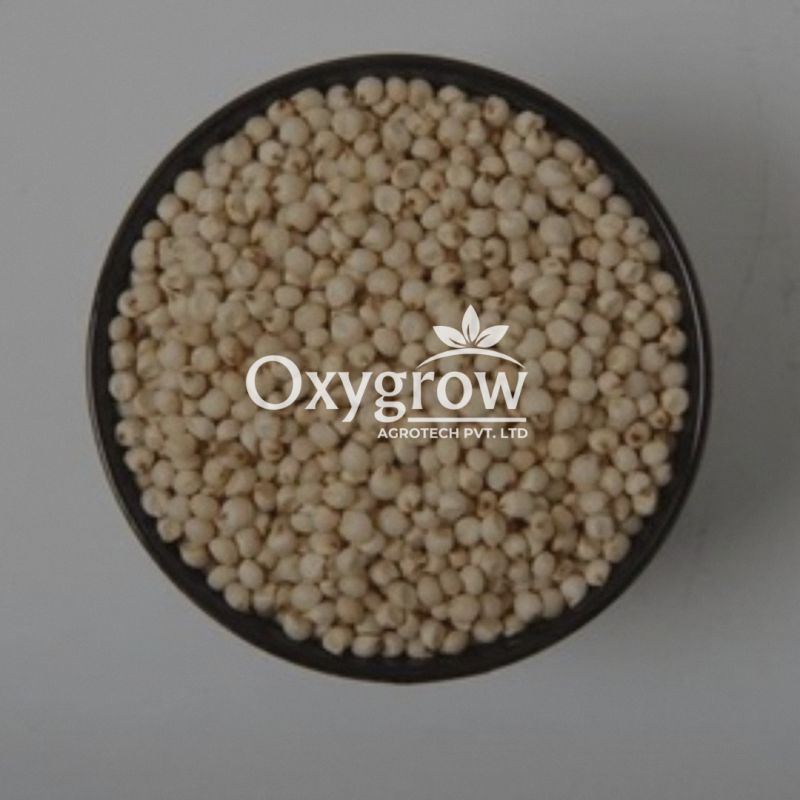 Sorghum Seeds
