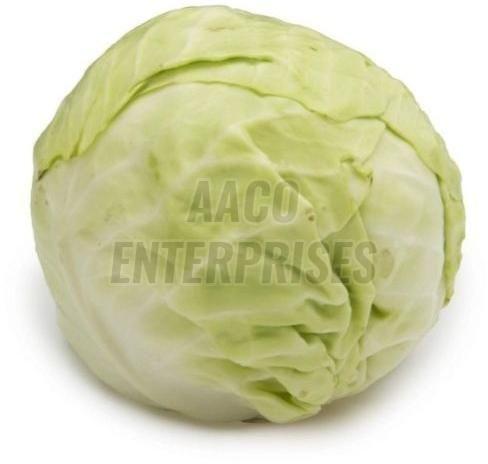 Fresh Cabbage