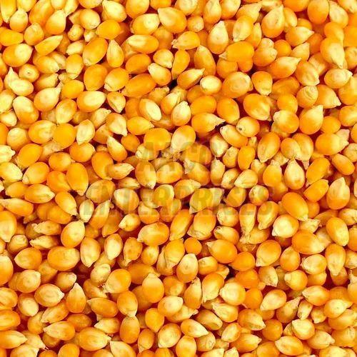 Maize Seeds