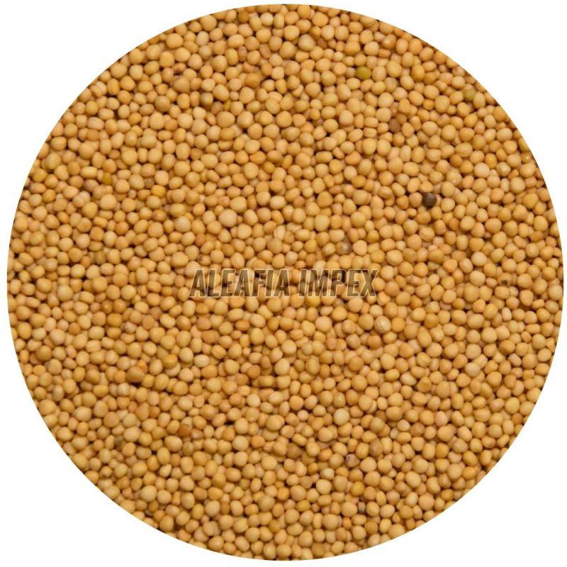Yellow Mustard Seeds