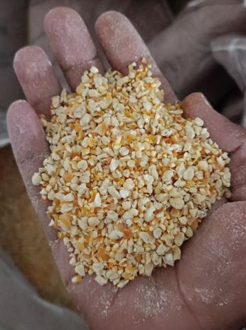 premium maize dry corn germs