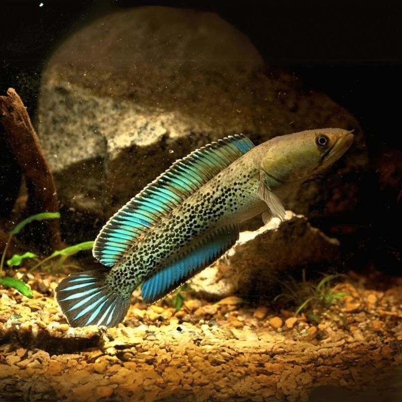 Channa Stewartii Karbi Aquarium Fish