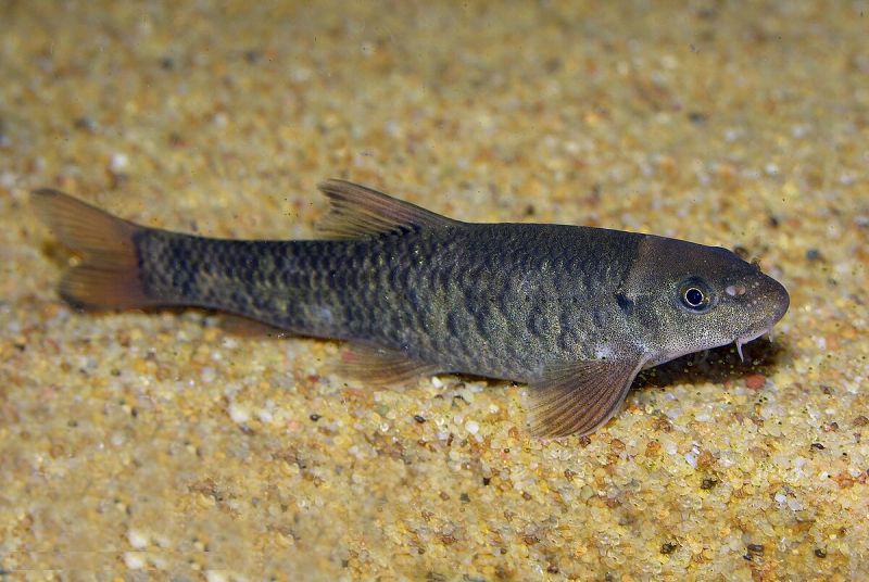 Doctor Aquarium Fish
