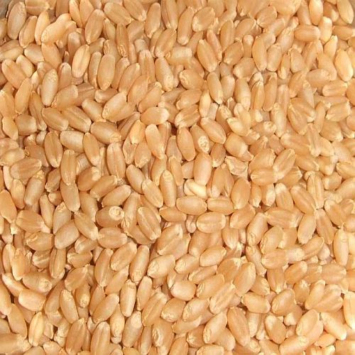 Whole Wheat Grain