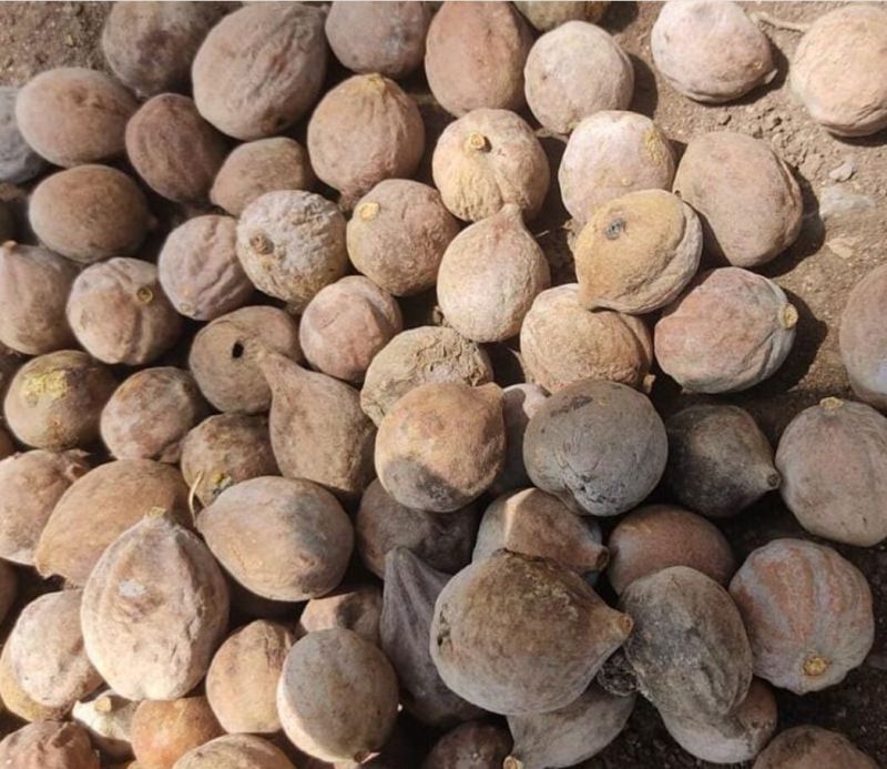 Dry Baheda Fruit