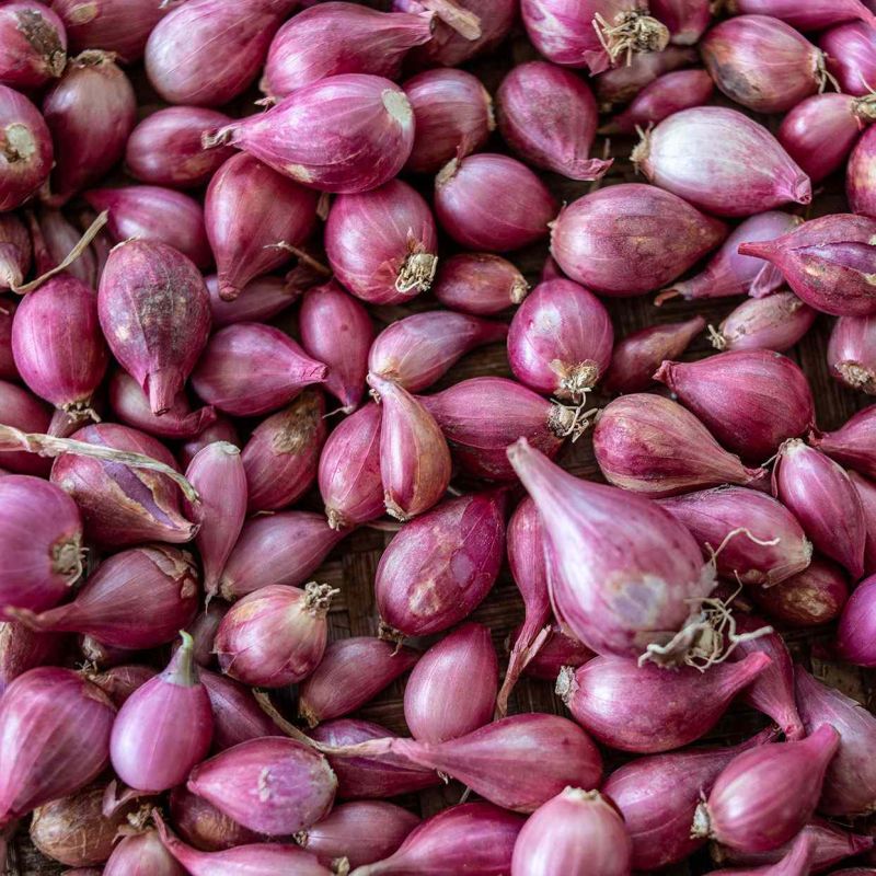 Fresh Shallots