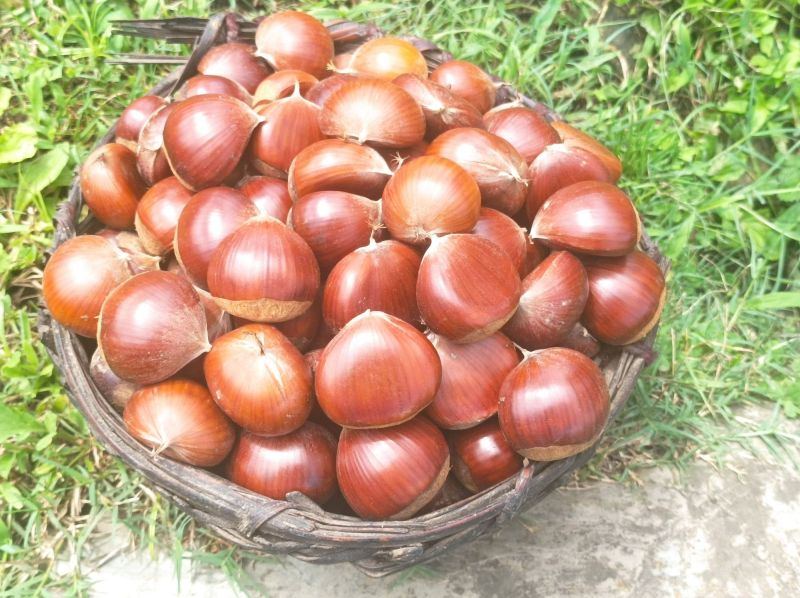 Dry Chestnuts