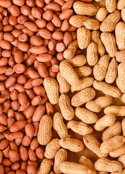 Groundnut Peanuts