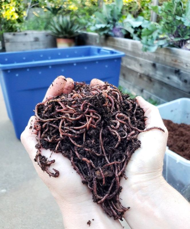 Brown Vermicompost Fertilizer