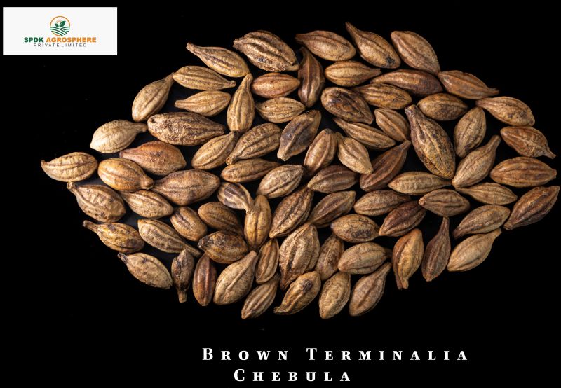 Natural Brown Terminalia Chebula