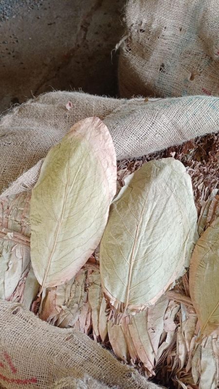 Dry Tendu Leaves