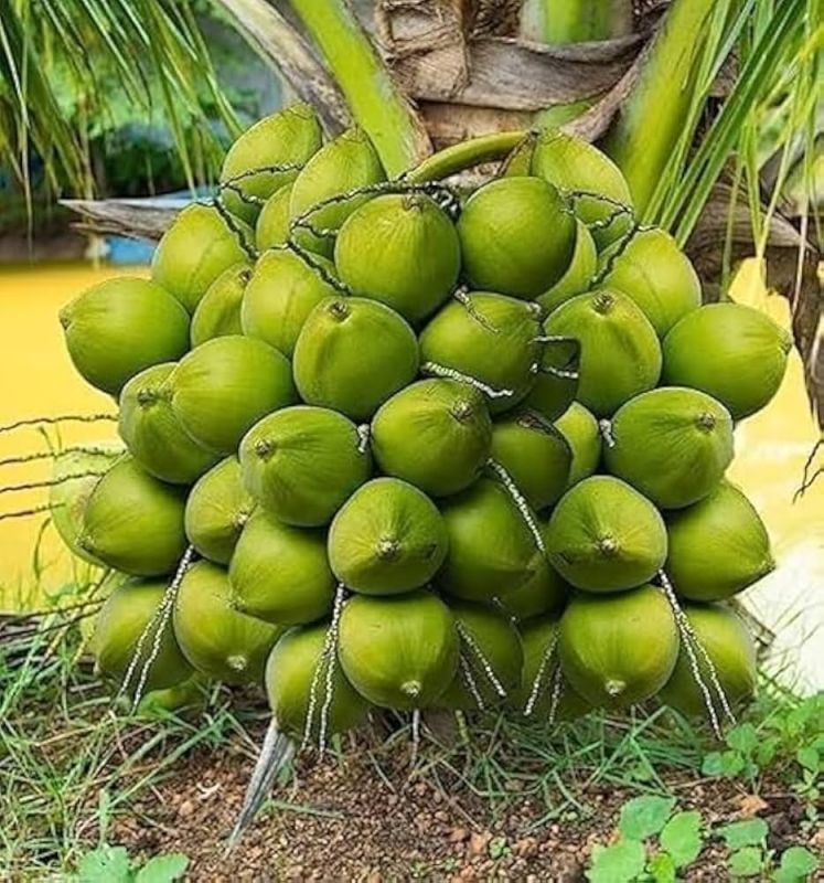 Tender Green Coconut
