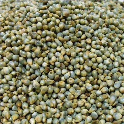 Bold Pearl Millet Bajra Grain