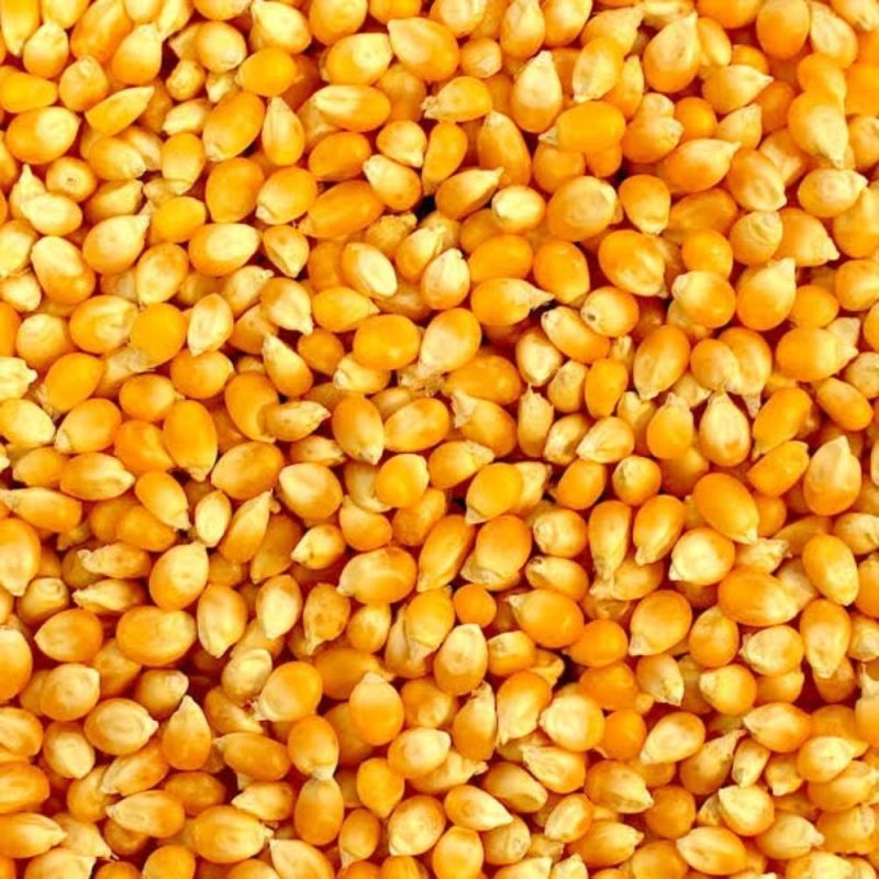 Cleaned Yellow Maize Grain