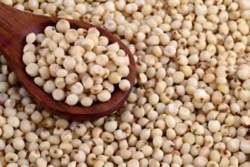 Polished Sorghum Jowar Grain