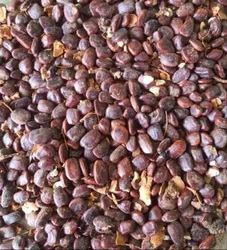 Whole Tamarind Seeds