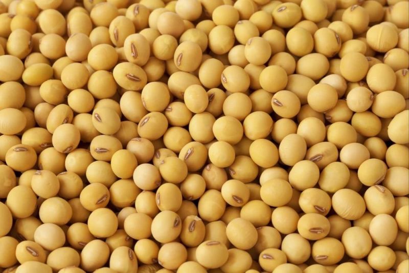 Yellow Whole Soybeans