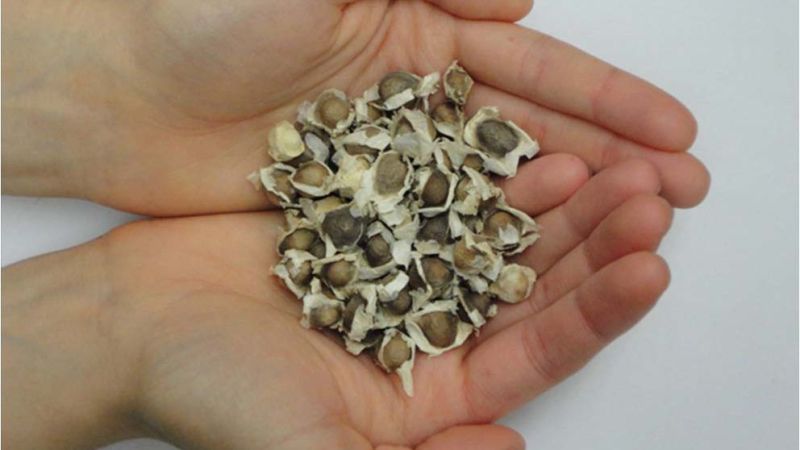 Dried Brown Moringa Seeds