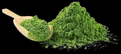 Green Giloy Extract Powder
