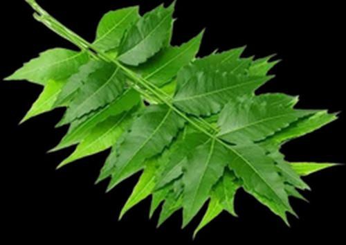 Pure Dried Neem Leaves