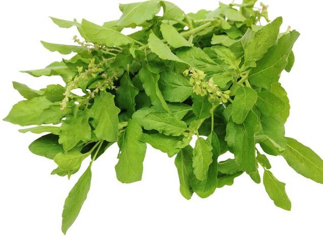 Pure Dried Tulsi Leaf