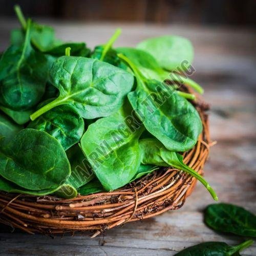 Fresh Spinach