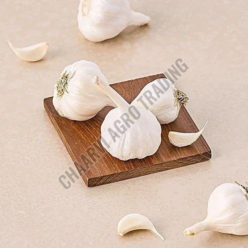 Fresh White Garlic