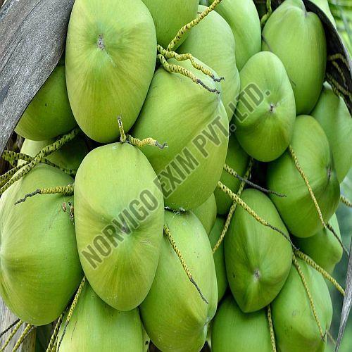 A Grade Solid Tender Coconut