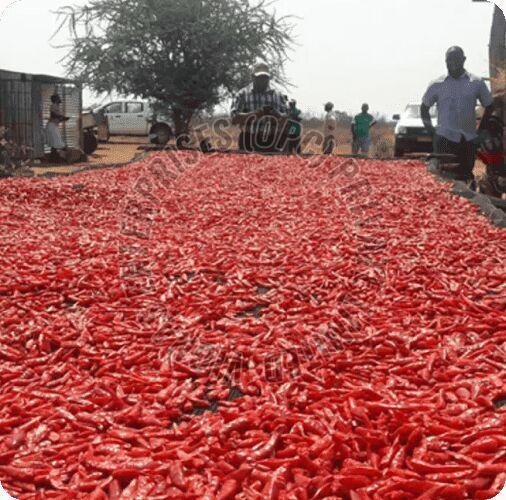 Organic Guntur Dry Red Chilli