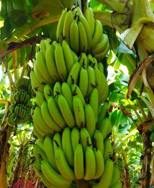 a Grade Green Banana